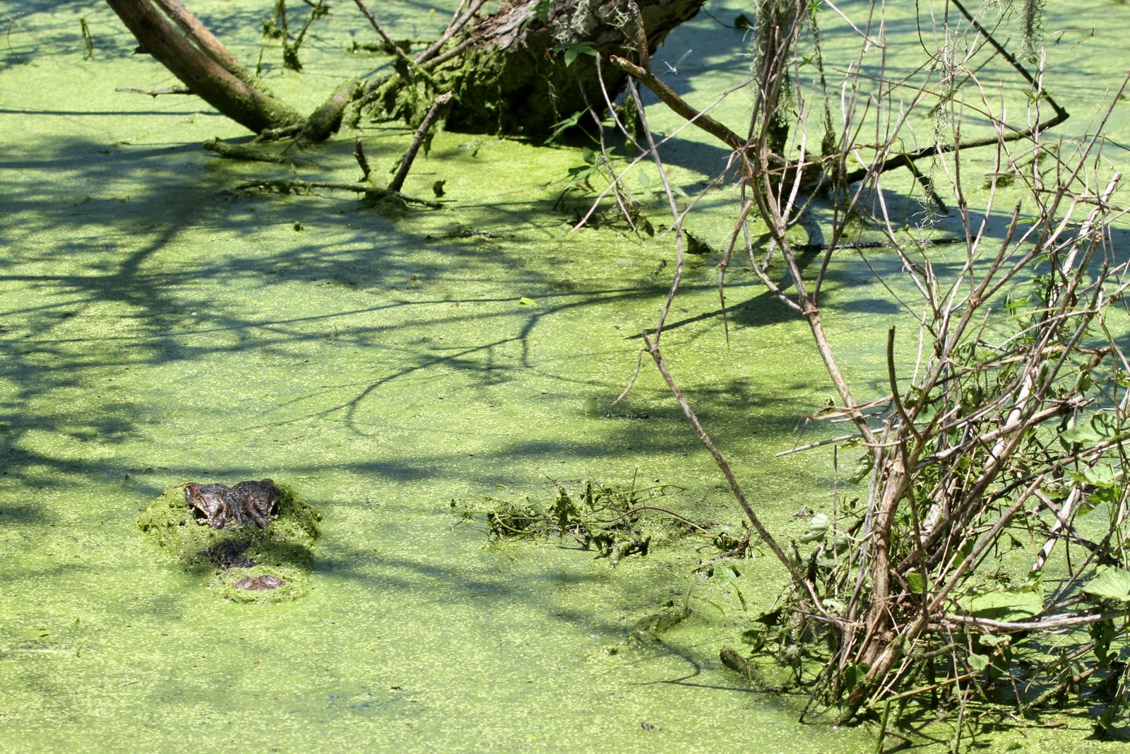 Dave&Callie 07_02 to 06_2010, Houston, Texas Alligators, Buildings