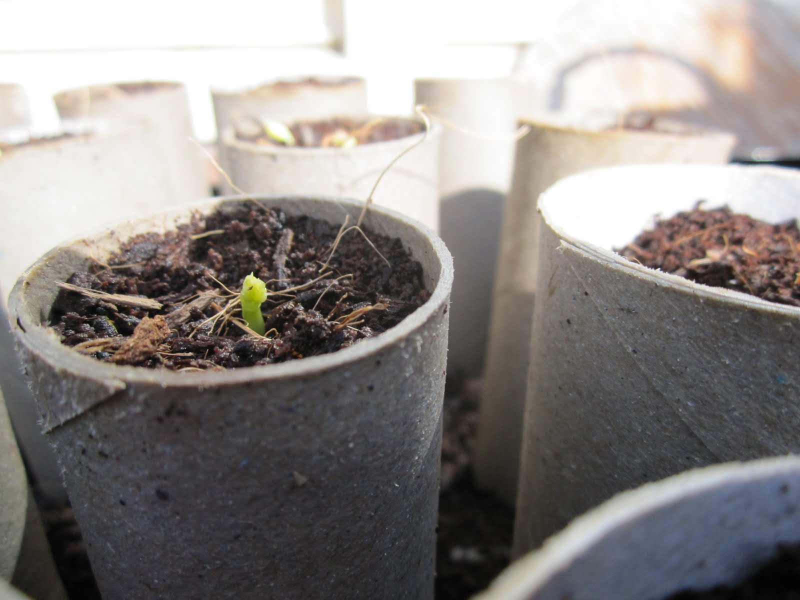 Happy Reskilling Growing peas and beans in toilet rolls