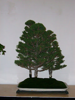 CLUB PERUANO DE BONSAI: Exposición del "CLUB PERUANO DE BONSAI"