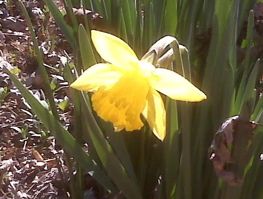 [Daffodil+morning+sun+1+Mar+20.JPG]