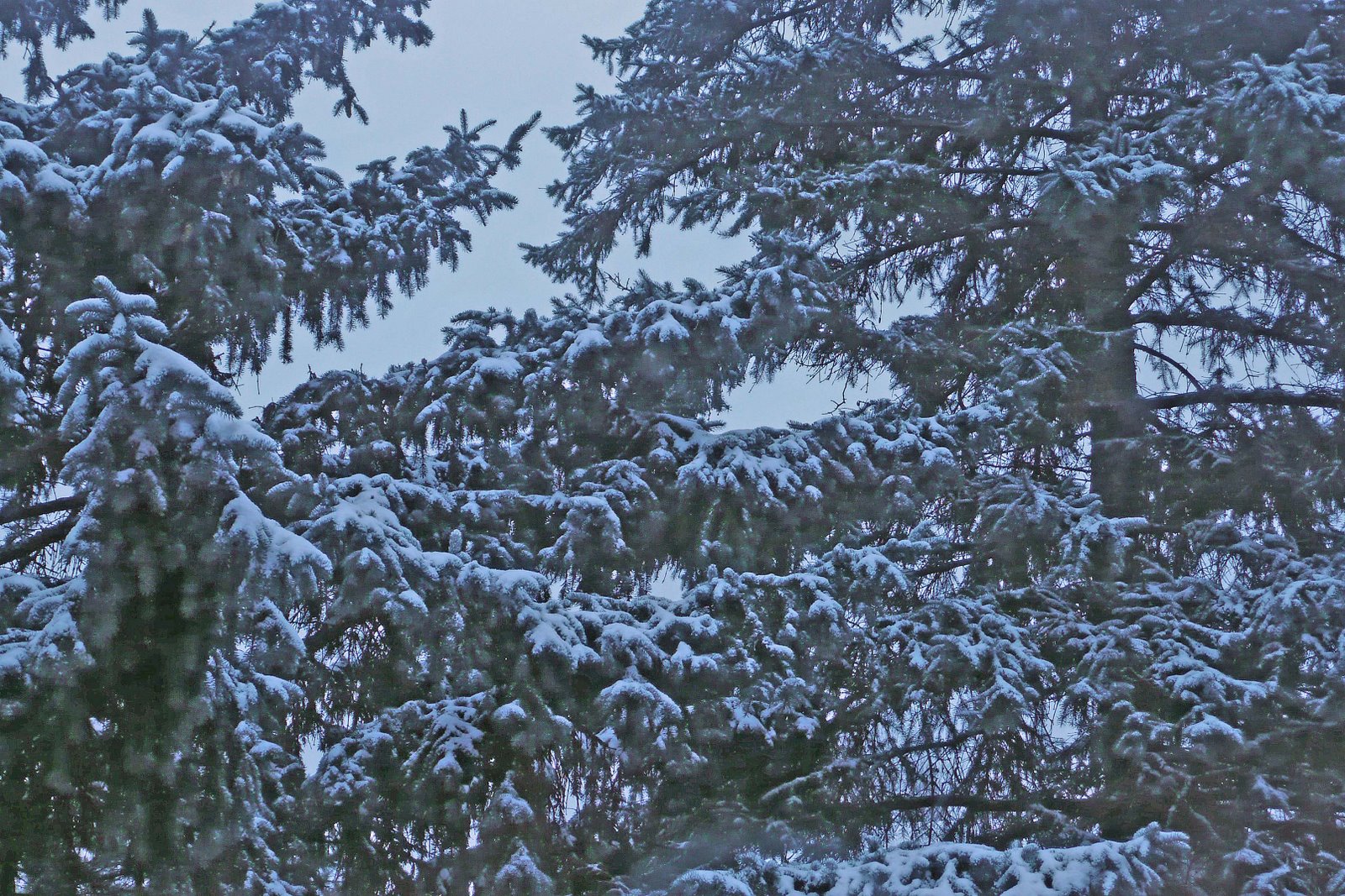[Snowy+Trees.jpg]