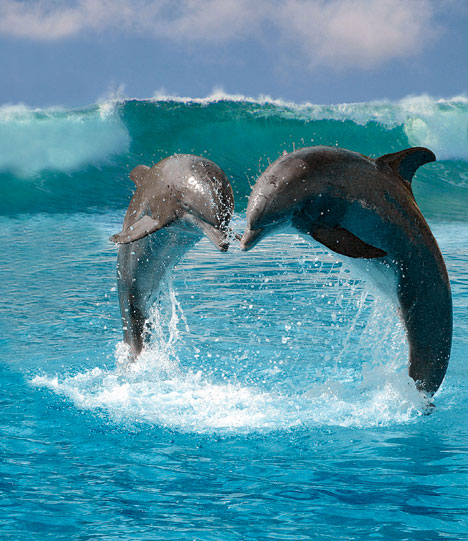 Dolphin Love Dolphin Love