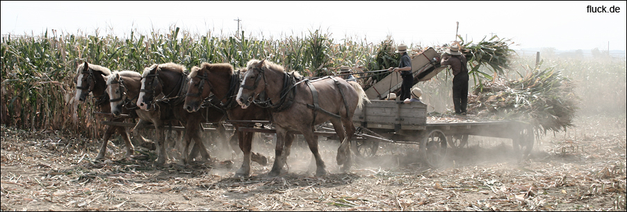 [amish.jpg]