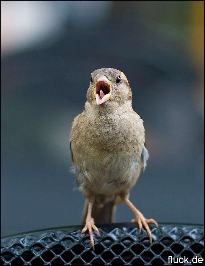 [bird.jpg]