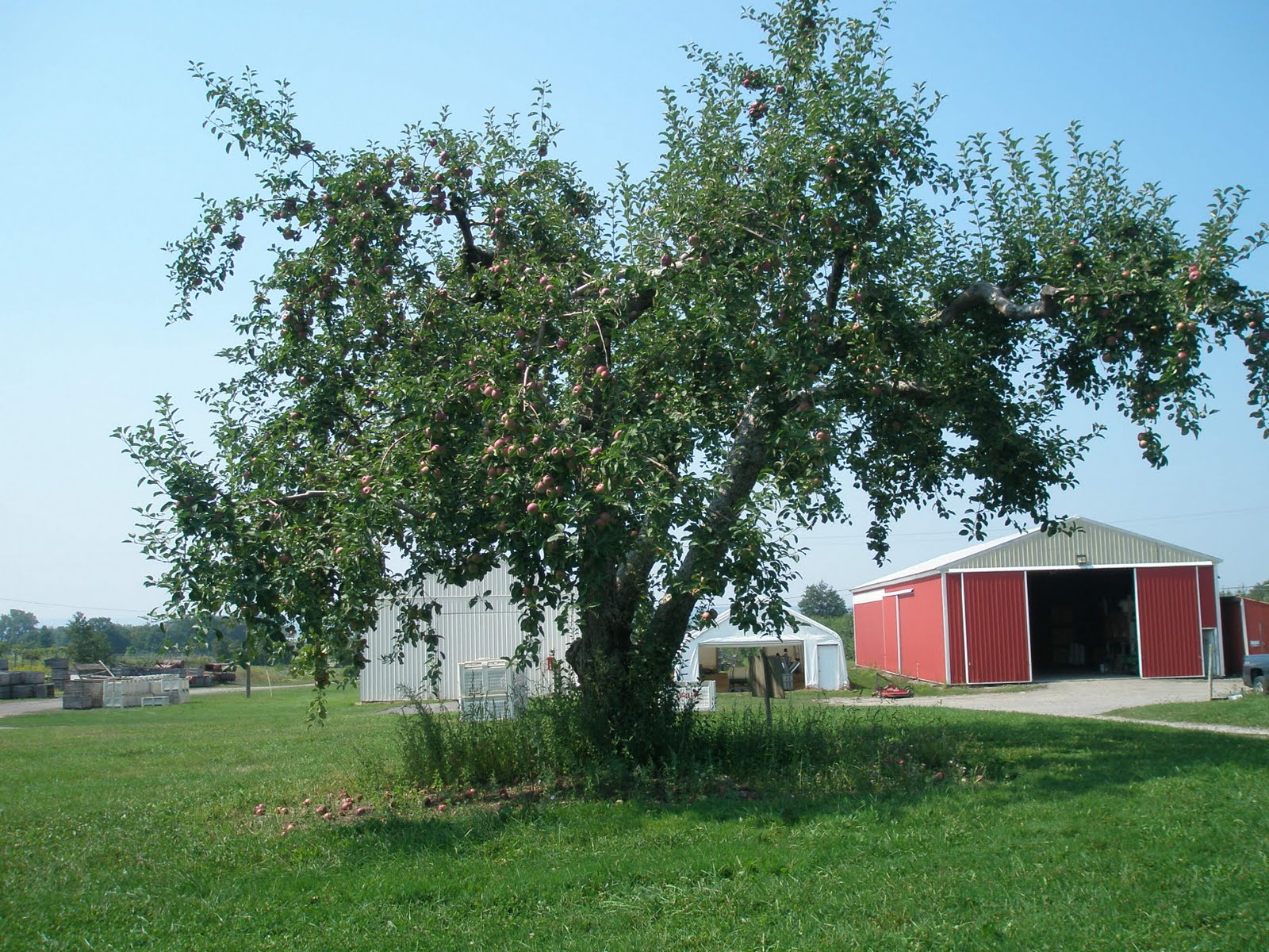 A LIFE OF APPLES Picking Apples Day 11 The Standard