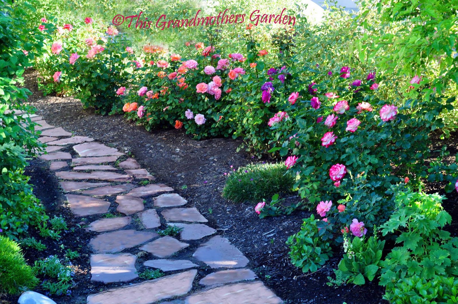 This Grandmother's Garden What Lies Down My Garden Path?