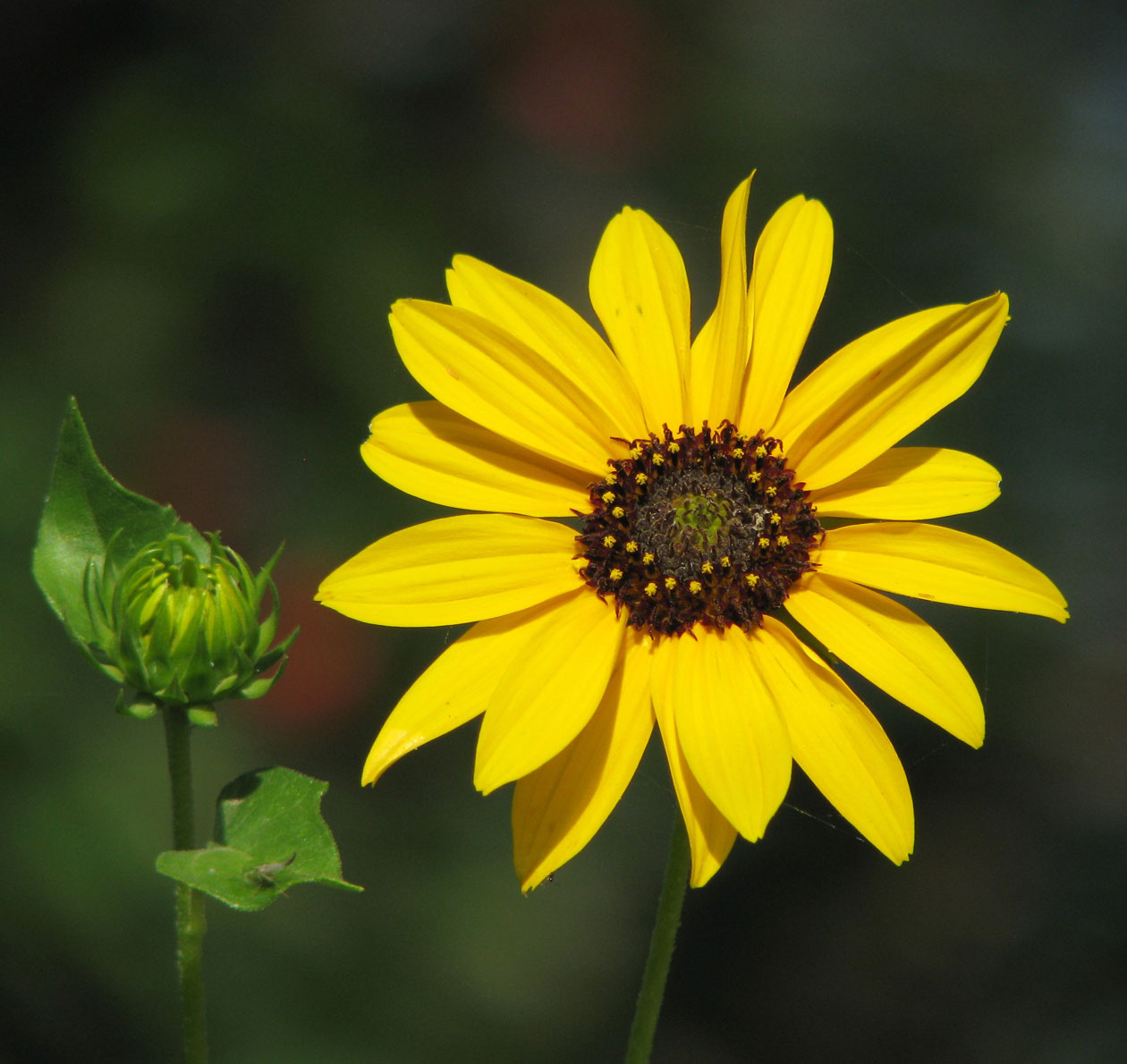 List 101+ Pictures White Flowers That Open And Close With The Sun
