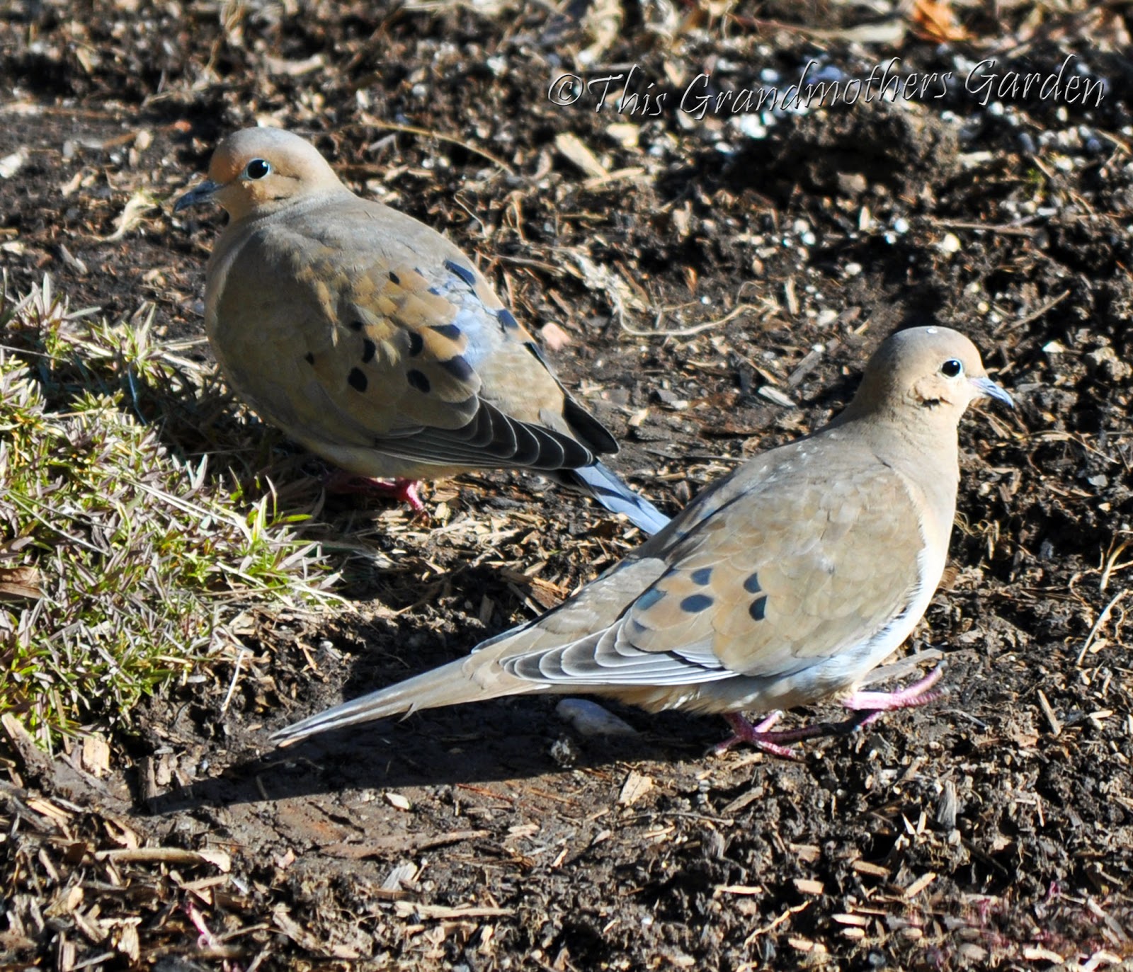 best 28 what do mourning doves eat in winter one best 28 what do mourning doves eat in winter one