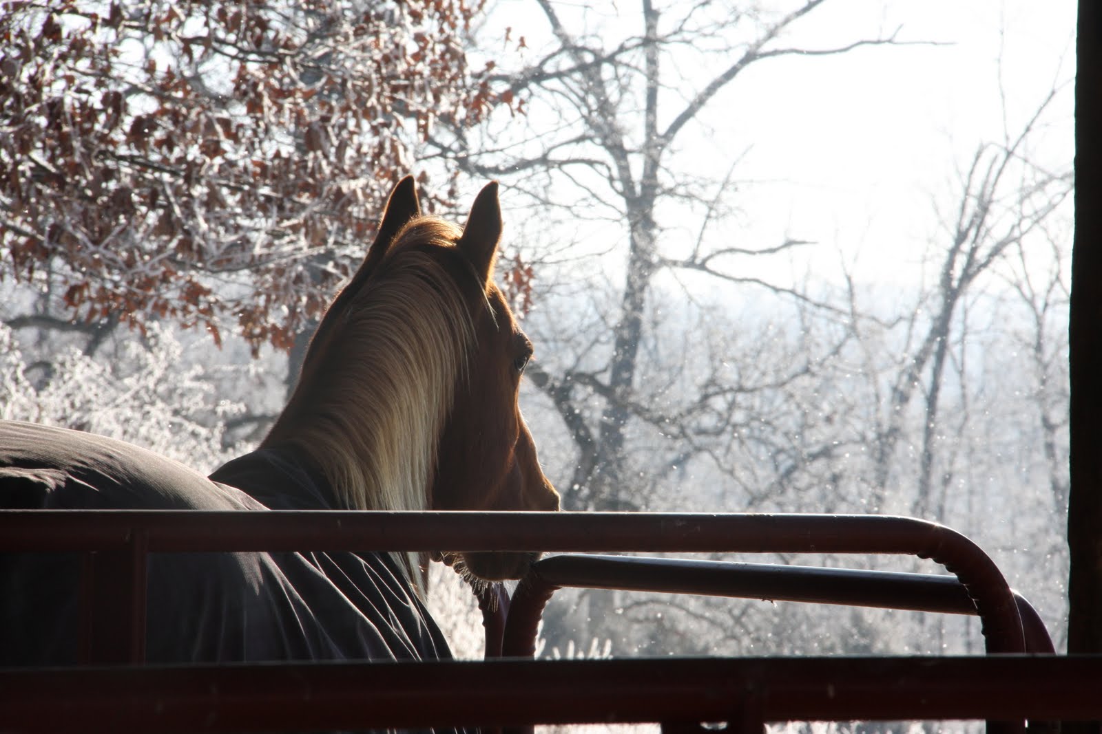 [snowy+horse+photo's+jan+2010+002.jpg]