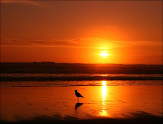 Seekar Burung Merpati Sedang Berdiri Tepi Pantai Seekar Burung Merpati Sedang Berdiri Tepi Pantai