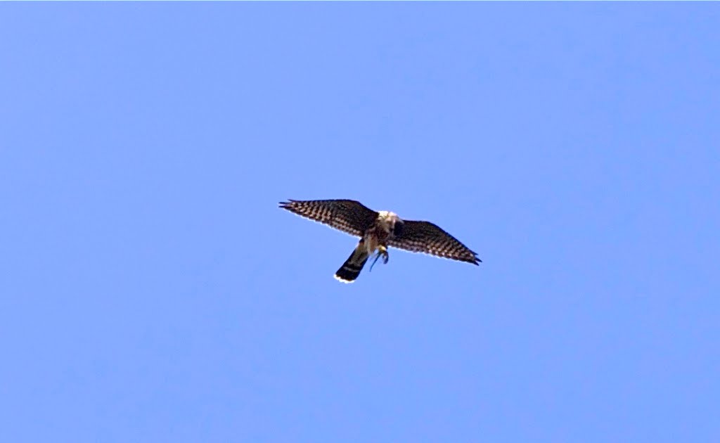 [small+Davids+kestrel2.bmp]