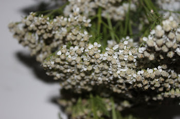 Can You Guess What This Herb Is?
