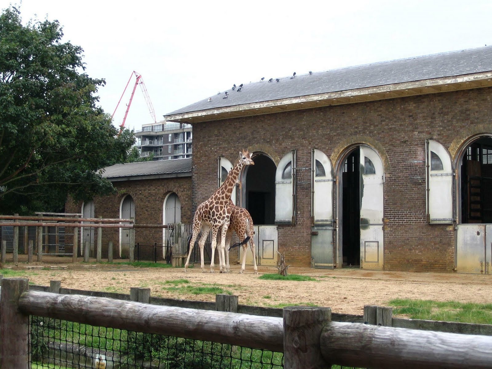 [Giraffen.JPG]