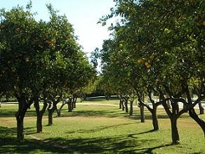 Parque del Alamillo
