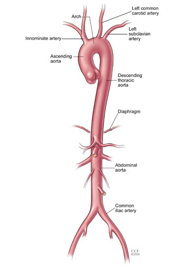 Descending Aorta