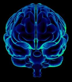 Narcoleptic Brain