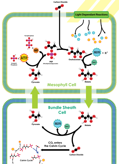 photosynthesis chemical equation photosynthesis chemical equation