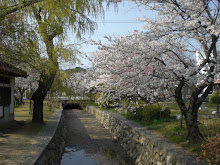 Sakura on the River