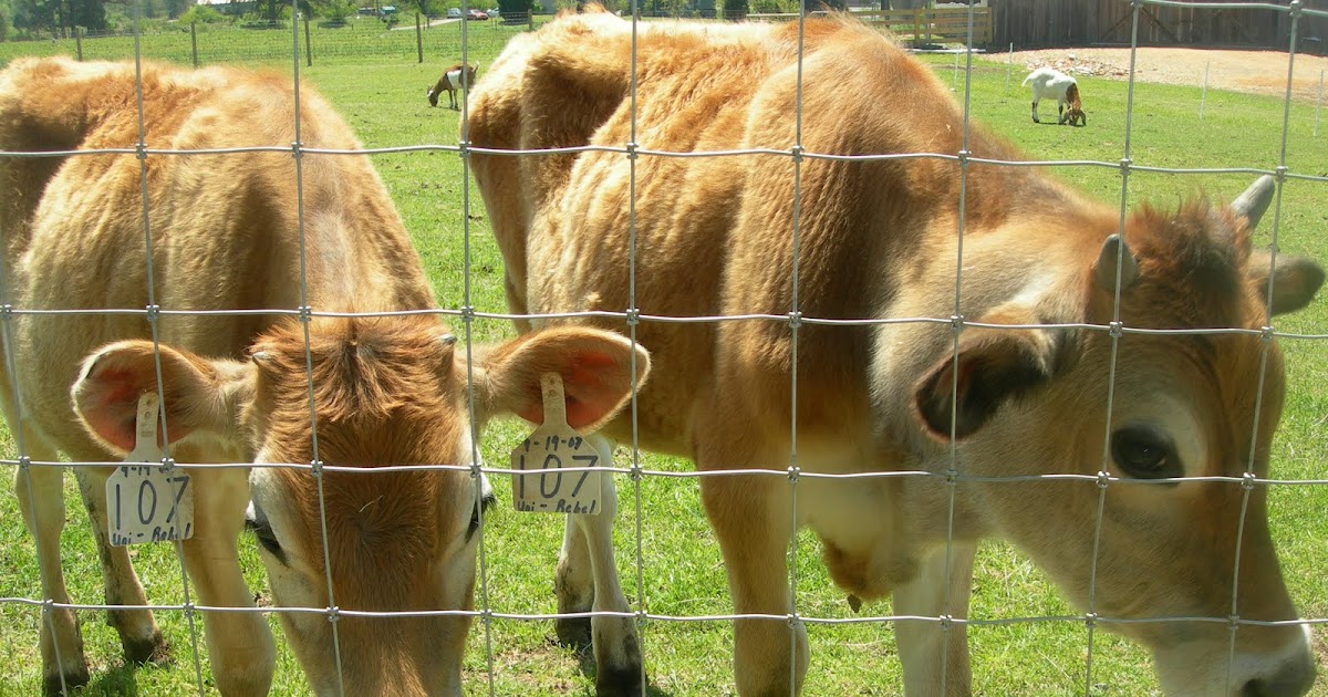 yupfarming Farm animals R US