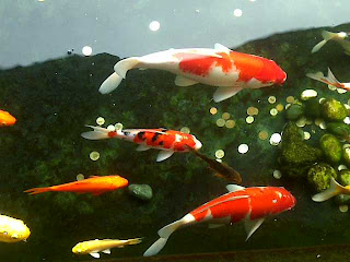 OUT egdin19m1zn: pengen lihat..? Ikan dalam Kolam di Taman