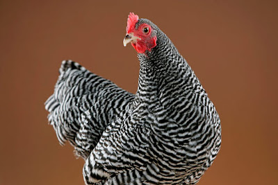 bantam barred rock