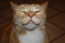 Mr. Jinx
