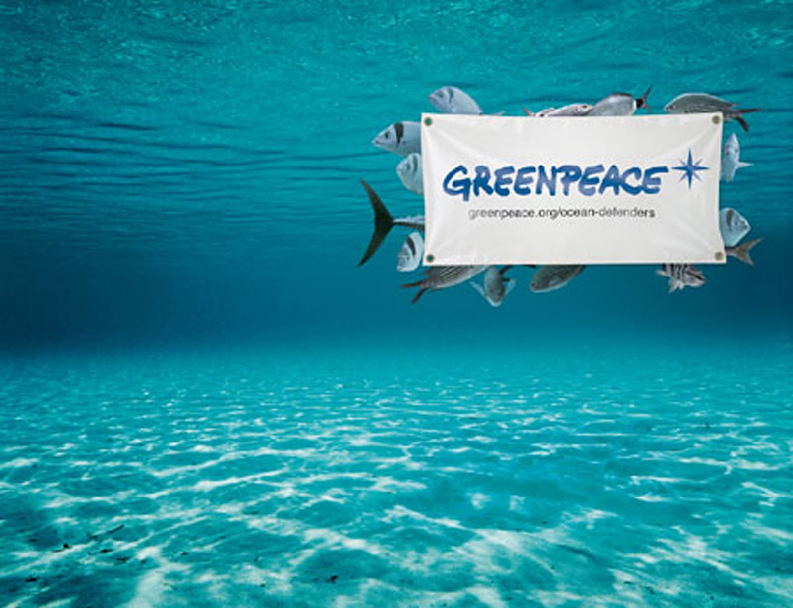 green peace Welcome to spark, australia & the pacific's new campaigns site everyone has the power to win campaigns and to create a more just, fair and sustainable world. green peace Welcome to spark, australia & the pacific's new campaigns site everyone has the power to win campaigns and to create a more just, fair and sustainable world.