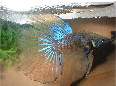 Betta Fish Colours