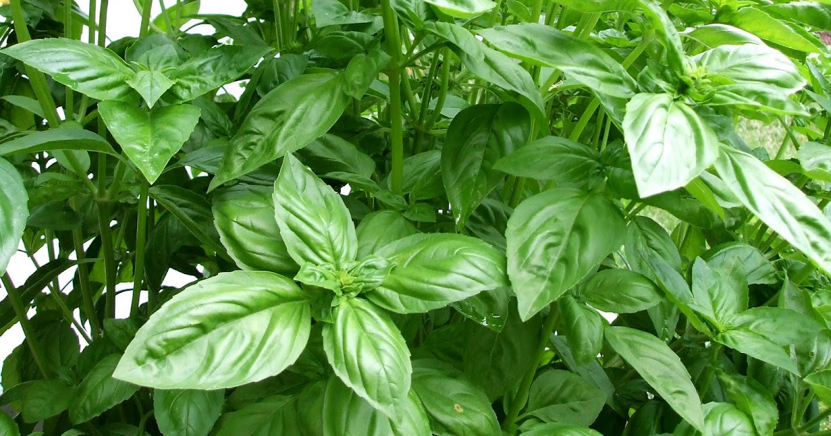 Sustenance On Growing Basil