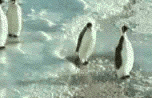 [penguin.gif]