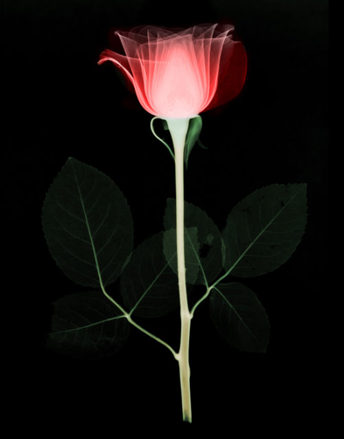of flowers free download. flowers images free download. of flowers free download.