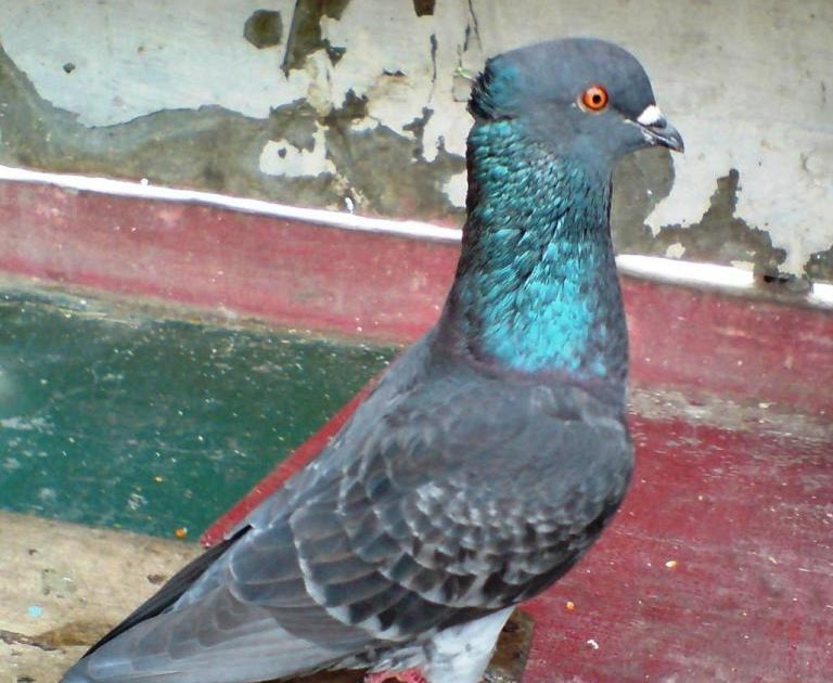 Kandang Merpati Duren Tiga Tritis Jambul