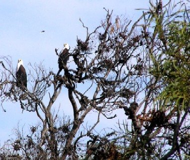 Fish-Eagles