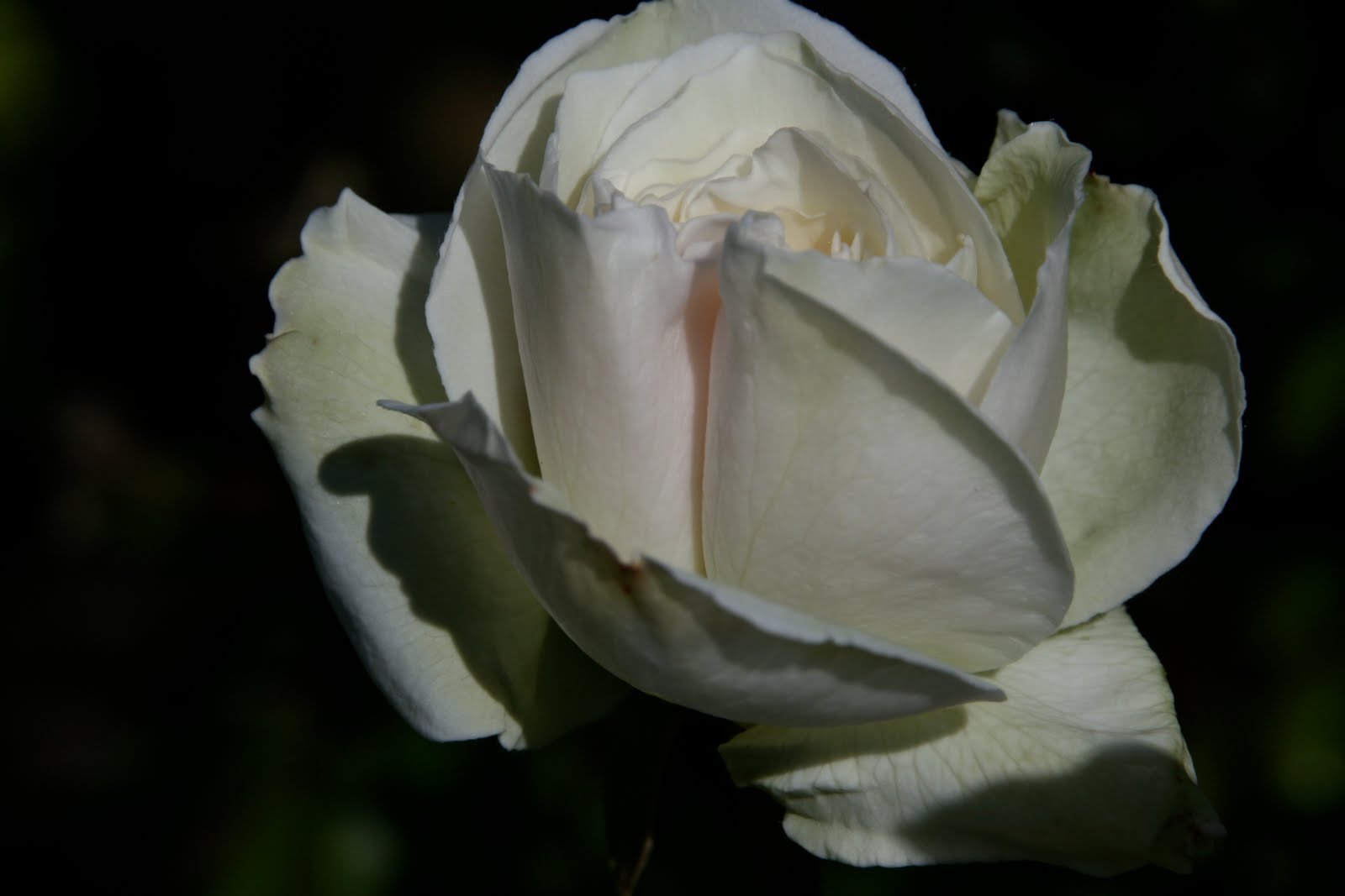 Blog Sunset Hosta Farm Com Epsom Salt For Roses And Bloomers