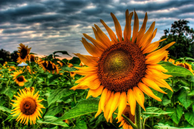 sunflower photon phisher flickr - Giveaway drawing: What's your soul flower?