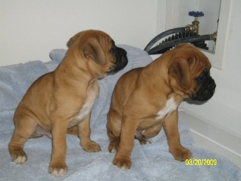 [Pups1.bmp]
