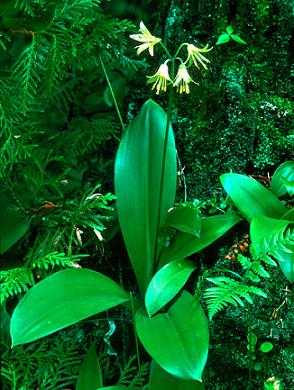 [clintonia-borealis.jpg]