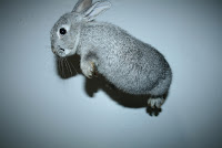 Flying Chinchilla