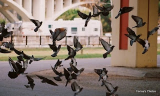 Birds in flight