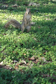 Squirrel at Landa Park, New Braunfels, TX