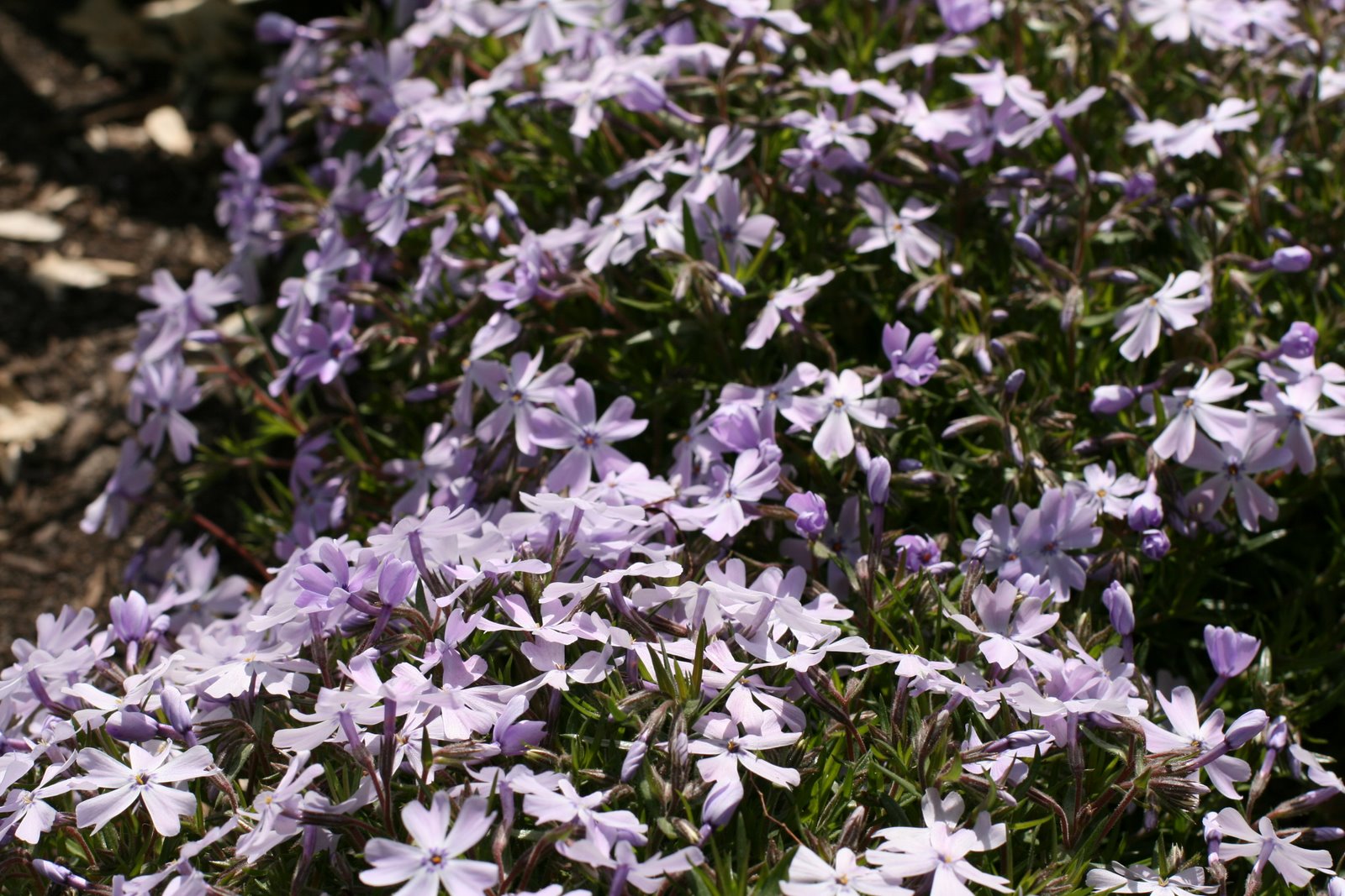 [spring+flowers+016.JPG]