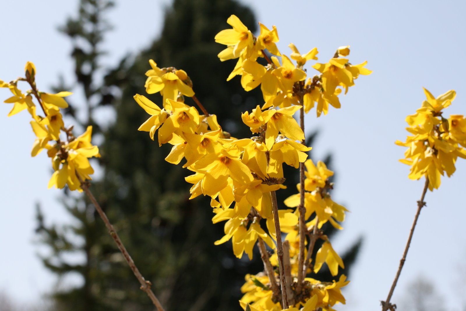 [spring+flowers+021.JPG]