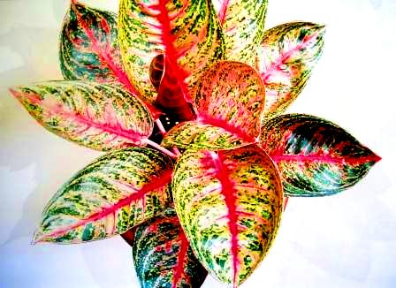 [aglaonema+widuri..JPG]
