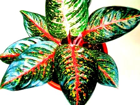 [aglaonema+hot+lady..JPG]
