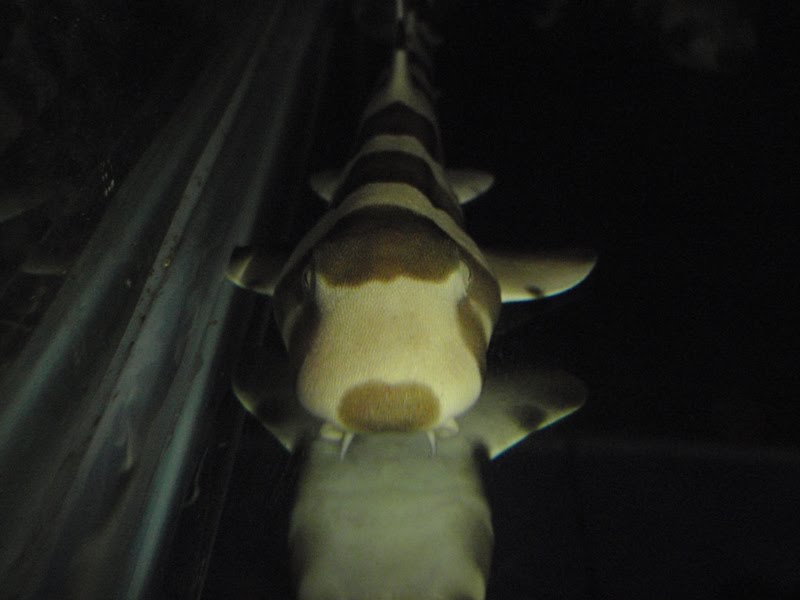 AQUATICHYK GREY CARPET SHARK / Chiloscillium punctatum