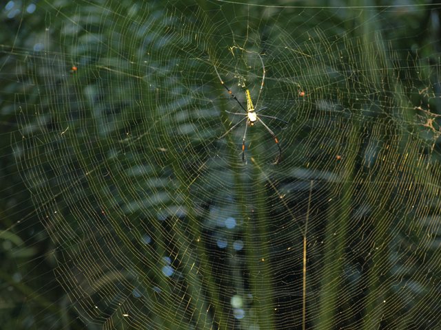 Golden web spider