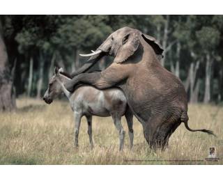 [preview_320_260.jpg]