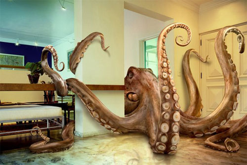 [octopus.jpg]