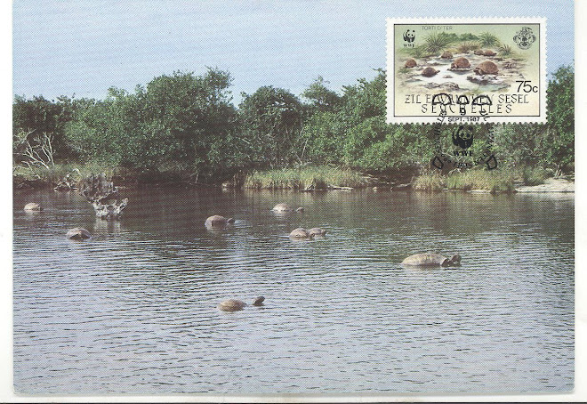 Aldabra Tortoise