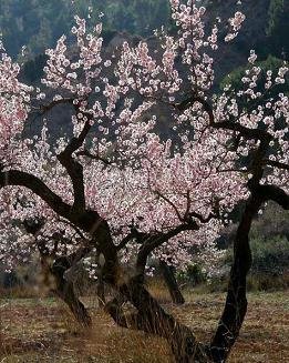 [almond+tree.JPG]
